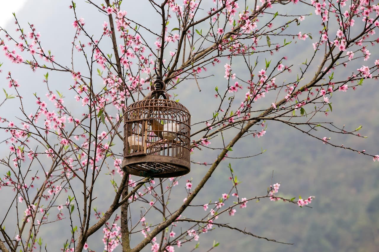 The Ownership Illusion: How Predatory Publishers Hijacked the 'Commóns' Narrative