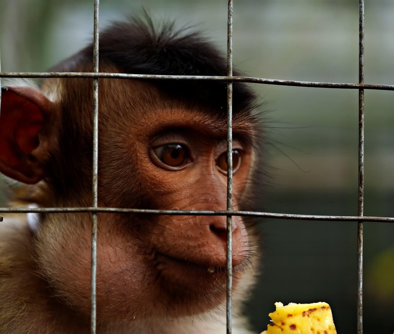 The Editor-King’s Ransom: Why Plagiarism is the Least of Our Concerns