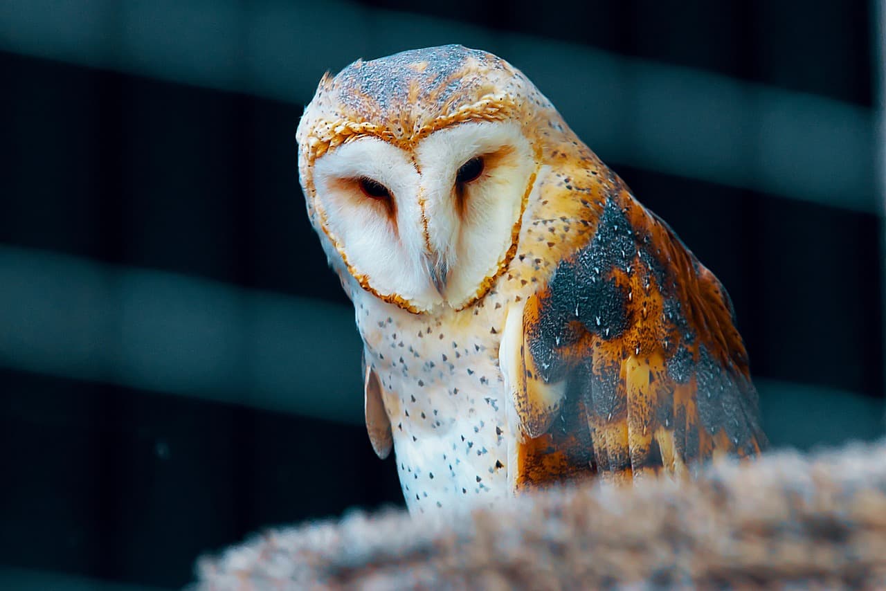 The Golden Handcuffs of ScienceBlogs: Why Pristine Reputations Won't Cure a Broken Business Model