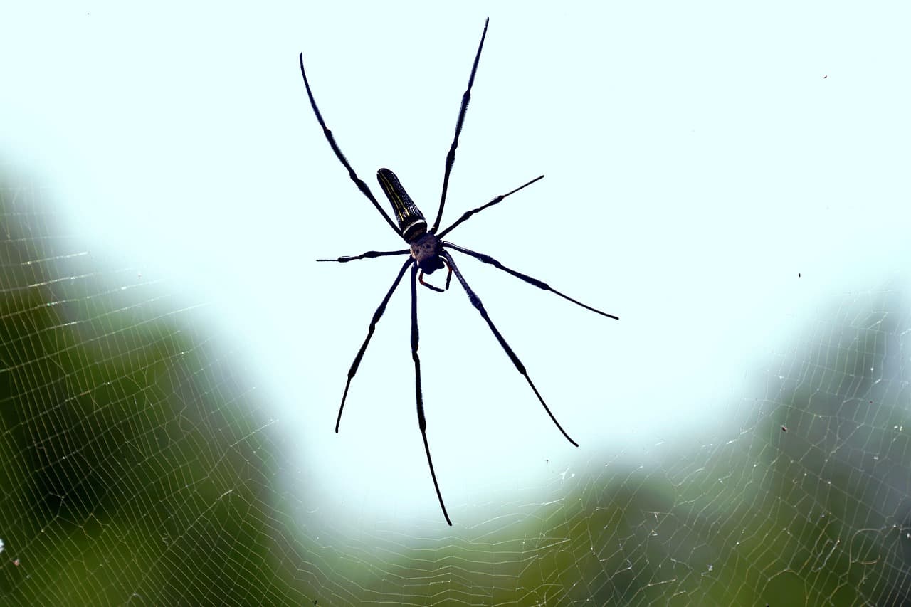 The Semantic Grift: How Predatory Publishers Weaponize Linguistic Evolution