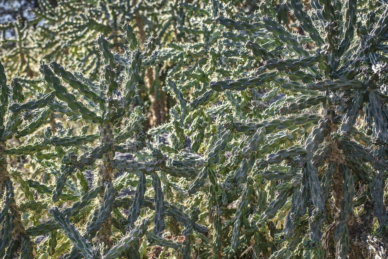 The Transparency Trap: Why Standardizing AI Disclosure is a Gift to Predatory Publishers